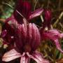 Red Purple Broomrape (Orobanche californica ssp. californica): A native parasitic plant which was probably feeding off the Gumplant roots.